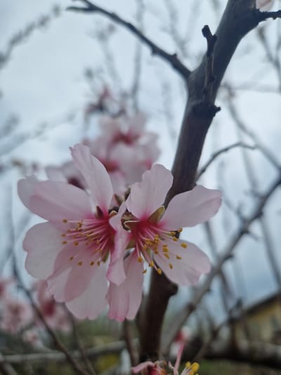 This image captures a close-up view of two light pink almond blossoms, sharply in focus, against a blurred background. The blossoms feature delicate pink petals, deep pink central receptacles, and numerous yellow-tipped stamens. A dark brown, bare tree branch runs vertically along the right side of the frame, with smaller branches extending into the blurry midground. The background consists of an overcast, light grey sky and indistinct bare tree branches. A faint, light-colored building, possibly yellow or cream, with a darker roofline, is discernible in the lower right background. Additional out-of-focus pink blossoms are visible deeper within the tree structure. The scene is located in the city of Kolena, Bulgaria. No people are present.