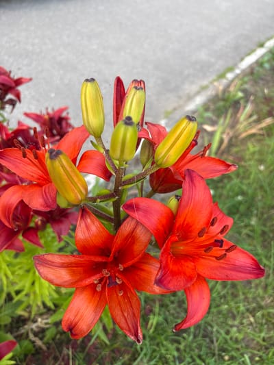 This media file is a close-up, top-down shot of several bright orange lily flowers and their green, unopened buds. The flowers have prominent dark brown stamens. The scene appears to be outdoors, with blurred green foliage in the background and a gray, textured surface, possibly a path or pavement, in the lower left portion of the frame. There are no people or discernible text in the image. The lighting suggests it could be daytime. The setting is consistent with a garden or natural environment in Bahushewsk, Belarus.