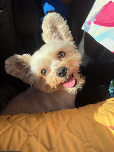 A small, light-colored dog with large ears and its tongue sticking out is looking up at the camera. The dog is positioned in the foreground, with its head and shoulders visible. Behind the dog, a black surface, possibly a car seat or stroller, is visible. To the right, a colorful fabric with a pattern of pink, blue, and yellow shapes is partially visible. The dog is resting on a yellow quilted blanket or cushion. The lighting suggests it is daytime, with sunlight casting shadows. The setting appears to be an indoor or enclosed space, possibly a vehicle or a covered outdoor area. The location is the Settlement of sanatorium "Podmoskovye", Russia.