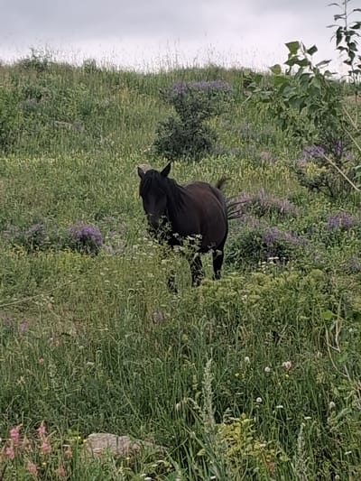 A dark horse stands in a field of tall grass and scattered purple flowers. The horse is facing forward and appears to be looking at the camera. The field is on a slight incline, and the sky is overcast. The scene is located in Martiros, Armenia.
