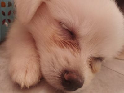 The media file is a close-up, slightly blurry photograph of a fluffy, light-colored puppy sleeping. The puppy's eyes are closed, and its nose is visible, along with its ear and a paw. The fur is soft and appears to be a pale cream or white color. The background is out of focus but appears to be a floor or flat surface. There is a hint of a blue, textured object on the left side of the image, possibly a basket or container. The lighting suggests it is daytime. The overall impression is one of peacefulness and slumber.