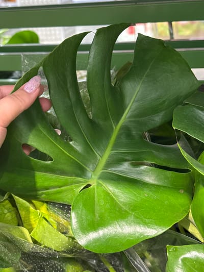 A close-up shot focuses on a vibrant green Monstera leaf, its distinctive fenestrations visible. A hand with a light pink, speckled nail polish is gently touching the leaf. The background is softly blurred, showing hints of green vertical structures, possibly a fence or shelving, and a brighter, out-of-focus area suggesting an outdoor setting with windows or an opening. The lighting appears natural, possibly indicating daytime. There is no visible text. The overall impression is one of natural beauty and gentle interaction with a plant.