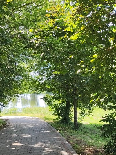 The image depicts a paved walkway leading towards a calm body of water, likely a lake or pond, surrounded by lush green trees and foliage. The walkway is made of rectangular pavers arranged in a brick-like pattern and is dappled with shadows from the overhead trees, suggesting a sunny day. The trees form a natural canopy over the path, with sunlight filtering through the leaves, creating a vibrant play of light and shadow. The water's surface is smooth, reflecting the sky and the surrounding greenery. Beyond the water, there is a gentle slope covered in grass. The overall scene evokes a sense of tranquility and natural beauty, suggesting a park or a recreational area. The time of day appears to be midday or early afternoon, given the bright sunlight. There are no people or specific objects visible other than the natural elements and the walkway. The location context provided is Квасоўскі сельскі Савет, Belarus, which aligns with the natural, park-like scenery. There is no visible text in the image.