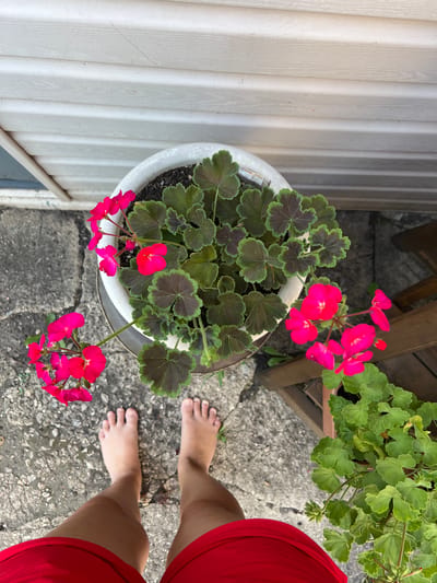 An overhead shot captures a person's bare feet and lower legs clad in red shorts, standing on a concrete surface. Adjacent to the feet is a white ceramic pot containing vibrant pink geraniums and dark-leaved foliage. The pot is situated near a light-colored, horizontally paneled wall. To the right of the pot, a wooden structure and another potted plant with light green leaves are visible. The scene is outdoors, potentially in a backyard or patio area, with no discernible specific landmarks that would identify it as being in Tashelka, Russia.