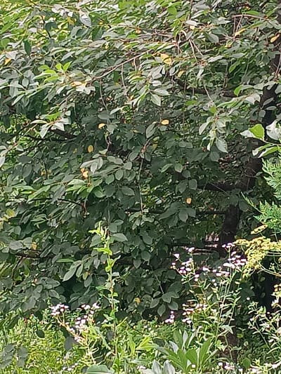 The image shows a dense canopy of green leaves from a tree, with some small yellow fruits visible amongst the foliage. The branches are thin and brown. In the foreground, there are several plants with small white flowers and green stems. A dark brown tree trunk is visible in the background, partially obscured by the leaves. The scene appears to be outdoors in a natural setting, likely a garden or park. No people or animals are present in the image. The location is stated to be Medveja, Moldova.