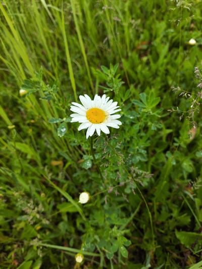 A single daisy with white petals and a yellow center is in focus in the foreground of the image. The daisy is surrounded by lush green grass and foliage, with some dew drops visible on the leaves. In the background, other blurred daisies and grasses can be seen. The scene is set outdoors in what appears to be a natural or semi-natural environment. The image does not contain any information about the city of Krasnoyarsk, Russia.