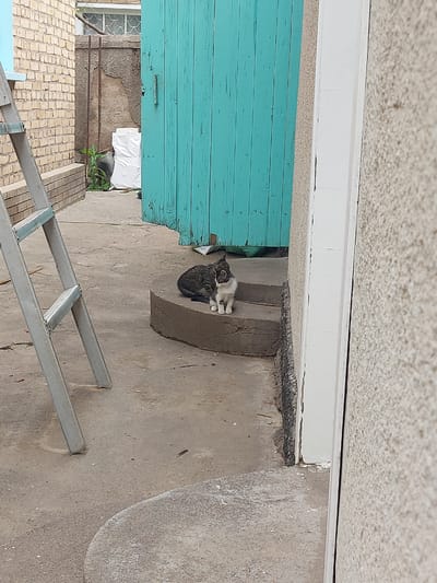 The image depicts an outdoor scene in Pargos, Uzbekistan. There is a partially visible silver ladder lying diagonally across a concrete surface. A blue wooden door is located to the left of a raised concrete step where two cats are huddled together. The upper part of the image shows a white painted edge of a building's roof. Further back, a window, brickwork, hanging white clothes, and some greenery are visible.