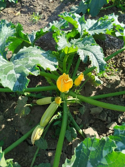This media file depicts a close-up, eye-level shot of a zucchini plant growing in a garden. The sun is shining, casting shadows and highlighting the vibrant green of the large, textured leaves. Several bright yellow zucchini flowers are visible, some fully open and others still in bud. Two developing zucchini fruits are also present, pale green and elongated. The soil appears dry and somewhat uneven, with small pebbles and bits of organic matter visible. The setting is a garden in Pănășești, Moldova. There is no visible text in the image. The overall impression is one of healthy plant growth and the promise of a harvest. The natural lighting suggests it is daytime, likely during the warmer months when zucchini would be in bloom and fruiting.