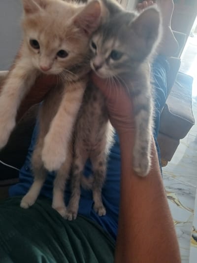 Two kittens are being held by a person. One kitten is light orange and the other is gray tabby. The kittens are facing forward and looking at the camera. The person holding the kittens is wearing a blue shirt and green pants. The background is blurry but appears to be an indoor setting with furniture. The location is the city of Hun, Libya.