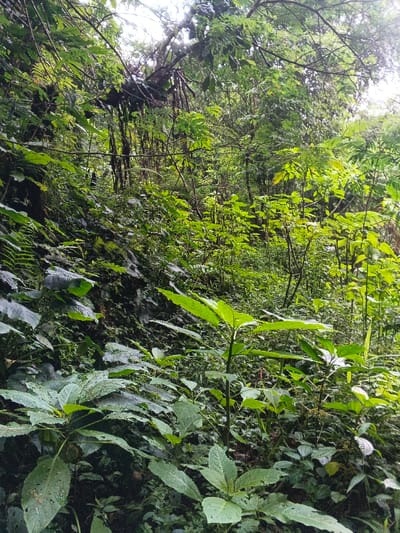 A dense, lush green forest scene fills the frame. A variety of trees, shrubs, and ground cover plants create a layered effect. Larger, broad leaves are prominent in the foreground. Numerous slender tree trunks rise towards the top, partially obscured by foliage. A thick network of vines and branches are visible higher up, casting shadows. The scene suggests a humid and vibrant environment.
