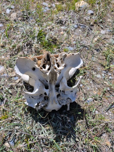 An animal skull, bleached white and weathered, rests on dry, grassy ground. The skull is partially broken, revealing porous internal structures. Small stones and dry vegetation surround the skull, suggesting an arid or semi-arid environment. The lighting indicates daytime with the sun casting a shadow to the right of the skull. The location is the city of Matayeen, India.