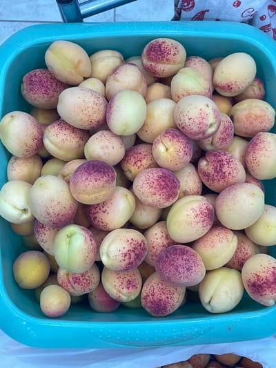 A close-up, eye-level shot features a bright teal plastic basin filled with numerous ripe apricots. The apricots vary in size and color, with most displaying a pale yellow or greenish hue, interspersed with patches of pink and deep purple blush. The fruits are tightly packed, creating a visually dense arrangement. The background shows a blurry hint of a patterned textile and a metallic object, possibly part of a rack or shelf. The setting appears to be domestic or a market stall, with a focus solely on the abundance of fruit. There is no indication of the specific location within Nachalovo, Russia.