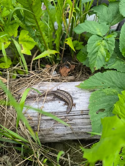 A brown lizard rests on a weathered wooden plank. The lizard is positioned horizontally on the plank, its body a mottled pattern of brown and black scales. Its head is pointed to the right, and its tail extends to the left, partially obscured by dry grass. The wooden plank is rough and textured, with visible grain and splintered edges.

Surrounding the plank is a lush environment of green foliage and dry grass. Tall green stalks and broad leaves create a dense backdrop, with some leaves showing signs of natural wear, such as small holes or browning edges. The dry grass is scattered around the plank, creating a natural, somewhat untidy setting.

The lighting suggests it is daytime, possibly overcast, as there are no harsh shadows. The scene appears to be outdoors, in a natural or semi-natural environment, possibly a garden or a natural reserve, given the presence of both cultivated-looking plants and wilder grasses. The overall impression is one of a quiet, natural moment captured in the wild. No text is visible in the image.