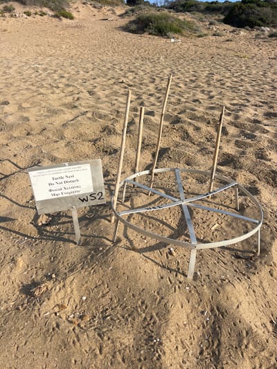 This image shows a marked turtle nest on a sandy beach. The nest is enclosed by a metal frame, likely to protect it. Three wooden stakes are also visible, driven into the sand around the nest. A sign is placed in front of the nest, providing information in both English and Greek. The English text reads "Turtle Nest Do Not Disturb," while the Greek text translates to "Turtle Nest Do Not Disturb." The sign also has "WS2" written on it in black marker, likely indicating the nest's identification number. The background consists of a sandy beach with some vegetation and sparse shells. The lighting suggests it is daytime, possibly late morning or early afternoon, given the shadows. The scene appears to be undisturbed, with no people or animals visible. The location is identified as Ineia, Cyprus.