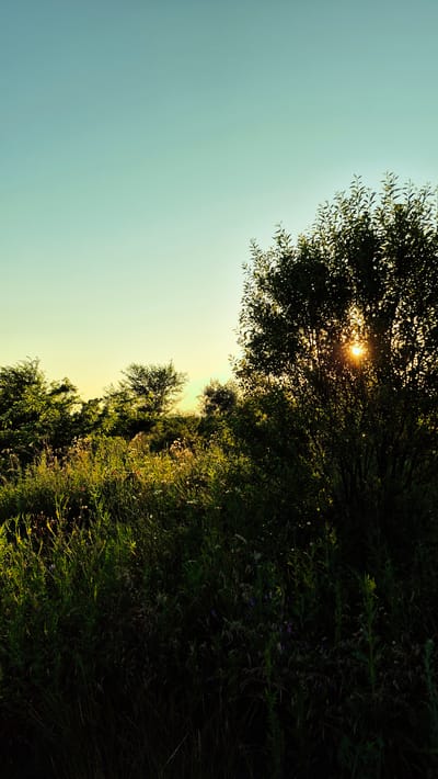 The image depicts a sun-dappled scene of lush green foliage and a clear sky. The perspective is from ground level looking upwards, with trees and tall grass dominating the right side of the frame. The sun is partially obscured by the leaves of a large tree in the upper center, casting a warm, golden light and creating a lens flare effect. The sky is a gradient of pale blue to a soft yellow near the horizon, suggesting either sunrise or sunset. The vegetation is dense and varied, with some areas appearing more shadowy and others illuminated by the sunlight. Small white and purple wildflowers are scattered amongst the green growth, adding subtle pops of color. The overall impression is one of a tranquil, natural setting. There is no visible text in the image.
