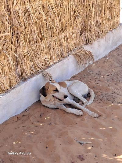 A medium-sized, tan and white dog is lying in the sand at the base of a wall. The wall is made of concrete and is topped with dry, brown reeds. The dog is lying on its side, its head resting on the ground. Its eyes are closed. The sand is light brown and has some small rocks and debris on it. The image was taken in Karima, Sudan, at latitude 18.54 and longitude 31.831.