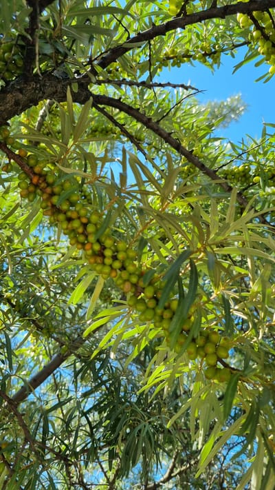 A low-angle shot captures a branch of a sea buckthorn tree laden with unripe, green berries against a bright blue sky. The branches are dark and gnarled, with long, slender leaves. The berries are clustered tightly along the branches, with some appearing slightly yellow or orange, indicating early stages of ripening. Sunlight filters through the leaves, creating a dappled effect. The location is specified as Верзилово, Russia.
