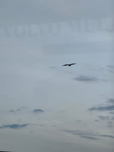 The image captures a bird in flight against a cloudy sky. The bird, silhouetted against the lighter sky, has its wings spread wide as it soars. Below, scattered clouds create a mottled pattern across the sky. In the upper portion of the image, a blurry reflection of text is visible, appearing to read "VOLVO TRUCKS." The overall lighting suggests an overcast day. The image location is identified as Budha Khera, India.