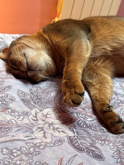 An Abyssinian cat is sleeping on a bed with a patterned duvet. The cat has reddish-brown fur and is curled up with its head resting on its paws. The background shows an orange wall and a radiator. The scene appears to be indoors, likely in a residential setting in Obukhiv, Ukraine.