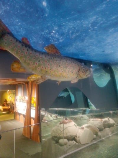 A large, artificial fish, likely a replica of a brown trout, is suspended from the ceiling, its body angled downwards. The fish is predominantly brown and tan, with distinct red and black spots scattered across its scales. Its fins are visible, displaying similar coloration. The ceiling above the fish is a deep blue with white speckles, mimicking a starry sky or underwater light effect. Below the suspended fish, a display tank is visible, containing large, light-colored rocks and sand on its floor. Several small, red objects, possibly crustaceans or artificial representations thereof, are scattered on the rocks within the tank. In the background, a section of an exhibit is visible, featuring wooden support beams and display boards with images. A few blurred figures of people are present near the exhibit, suggesting an indoor public space, possibly a museum or educational center in the city of Mittersill, Austria. The overall environment appears to be well-lit, with the primary focus on the suspended fish and the aquarium display.