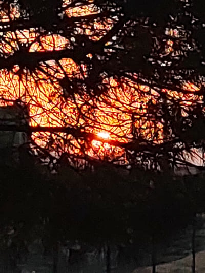 This is a photograph of the sun setting behind a tree, viewed through its branches. The sun's light is a vibrant orange and yellow, creating a stark contrast with the dark silhouettes of the tree branches that fill the foreground and partially obscure the view of the sky. The branches are intricate and tangled, forming a delicate network against the bright backdrop. Some areas of the sky are illuminated by the setting sun, while others are darker, suggesting the transition from day to night. The overall impression is one of natural beauty and a peaceful, yet dramatic, end to the day. The setting appears to be outdoors, likely in a natural or semi-natural environment given the presence of a prominent tree. The time of day is clearly sunset, with the warm, intense colors of the sun being the primary focus. There are no people, objects, or visible text in the image. The mood is serene and visually striking, evoking the beauty of a sunset.
