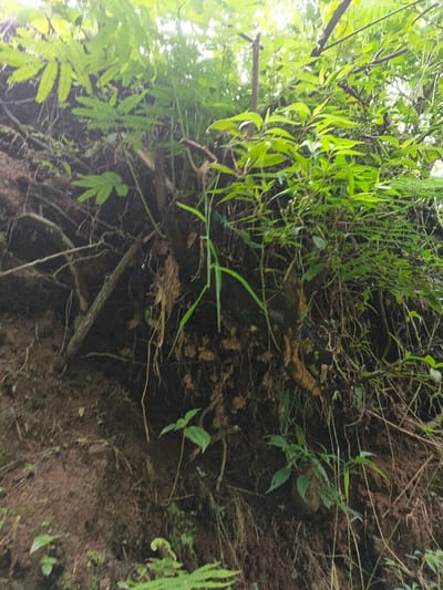 A steep, muddy embankment is densely overgrown with vegetation. Exposed roots and a fallen log support various green plants and grass. Some plants have fern-like leaves. The angle of the shot is looking upwards, suggesting the viewer is below the slope. The upper portion of the image is brighter, with more concentrated foliage.