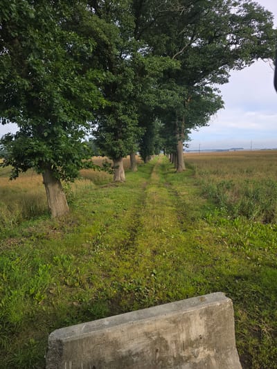The image depicts a rural scene in Dębołęka, Poland. In the foreground, a concrete barrier is visible. A dirt path, lined with mature trees on the left and a grassy field on the right, stretches into the distance. The field appears to be agricultural, with tall grasses and some scattered vegetation. In the background, a few utility poles are visible in the distance, indicating a settled area. The sky is overcast.