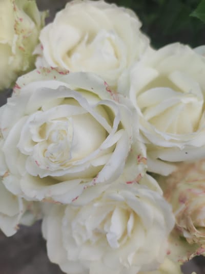 A close-up, vertical shot captures a bouquet of white roses with hints of pink on their petal edges. The roses are in various stages of bloom, with some fully open and others still tightly furled. The background is a soft blur of green foliage and a dark, indeterminate surface, possibly a table or ground. The image does not provide any information about the city of Lusakert, Armenia, or any human presence.