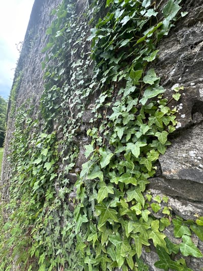 The image shows a close-up of a stone wall covered in ivy. The wall appears old, with rough-hewn stones of various sizes and irregular shapes, some with moss and lichen growth. The ivy is dense and vibrant green, with its characteristic lobed leaves climbing and spreading across the entire surface of the wall. The texture of the leaves contrasts with the rough, grey stone. In the upper left corner, a sliver of the sky is visible, which appears overcast. To the far left, the edge of a green, leafy area, possibly trees or bushes, can be seen. The scene is static and focuses solely on the wall and vegetation. The specific location in Castlecomer, Ireland, is not visually discernible from the image itself but is provided as context.