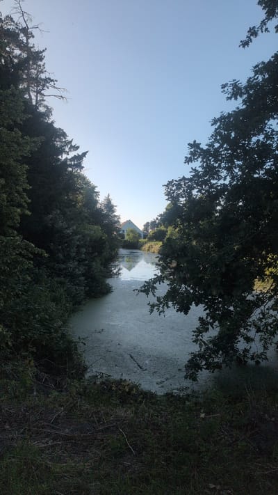 This is a vertical, outdoor, daytime photograph taken in Haseldorf, Germany. The scene depicts a calm, slightly murky body of water, possibly a pond or slow-moving canal, bordered by dense, lush green trees and foliage. The water's surface is partially covered with a light green, algae-like growth, giving it a textured appearance.

In the distance, across the water, a light-colored house with a peaked roof is visible, nestled amongst the trees. The house's reflection is faintly visible on the water's surface. The sky above is a clear, pale blue, suggesting fair weather. The sun appears to be low in the sky, possibly indicating early morning or late afternoon, as evidenced by the soft light and long shadows cast by the trees.

The foreground and right side of the image are dominated by the dark, shadowy silhouettes of tree branches and dense undergrowth, framing the view of the water and the distant house. The overall mood is peaceful and natural, with a hint of seclusion due to the surrounding vegetation. No people or text are visible in the image.