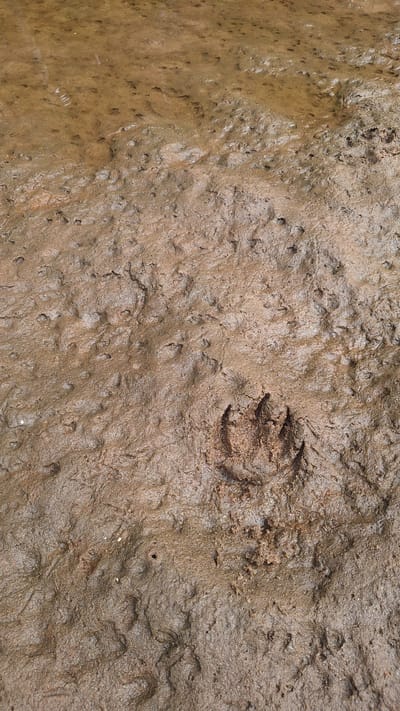 A close-up, overhead shot of a muddy surface shows a single animal paw print pressed into the mud. The paw print is clear and exhibits four distinct toe marks and a heel pad. The surrounding mud is wet and textured, with ripples and indentations suggesting recent water flow or disturbance. The lighting is overcast, creating soft shadows that highlight the contours of the mud and the paw print. The scene is devoid of any human presence. The location is the muddy bank of a body of water in Vālodzes, Latvia.