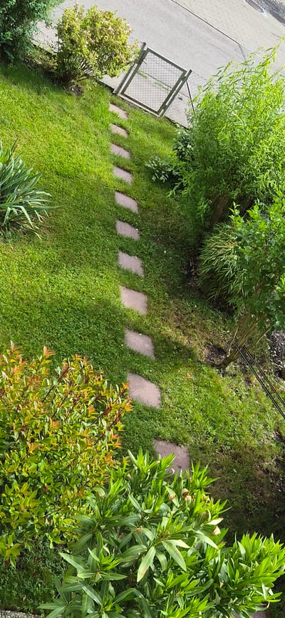 The image provides an overhead view of a garden area in Kolbermoor, Germany, adjacent to a paved thoroughfare. A path composed of approximately ten irregular, light-colored stepping stones winds across a green, grassy slope, originating from the lower right foreground and ascending towards the upper left background. The surrounding grass varies in density and height, with some areas appearing wilder than others.
Various types of vegetation populate the scene. In the foreground, on the left, a bush with small, ovate green leaves featuring reddish tips is visible. To its right, another bush displays elongated, medium green leaves, some with slight browning. In the mid-ground on the left, a cluster of spiky, sword-shaped green leaves is present. On the right side of the path, a dense mass of light green, slender, elongated leaves, resembling bamboo, grows. Further back on the upper left, a rounded shrub with small green leaves and numerous light pink blossoms is visible.
The background reveals a grey paved surface, characteristic of a road or sidewalk, with a distinct lighter grey, possibly tiled, section to its right. A metallic grey gate with a square mesh pattern stands partially open, marking the boundary between the garden and the paved area. A circular manhole cover is partially visible on the far right of the paved surface. Two dark, thin poles or wires are situated near the base of a bush to the right of the path in the mid-ground. Small yellow flowers are scattered throughout the grass. The scene is illuminated by natural daylight, casting soft, directional shadows. No people or animals are present.