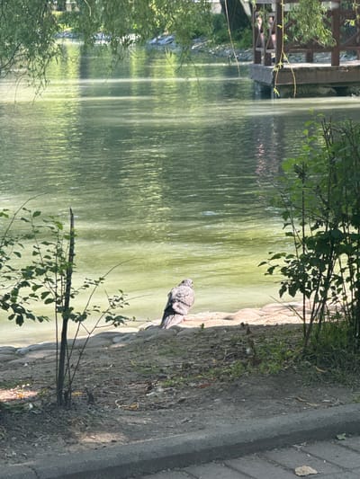 This image depicts a tranquil outdoor scene by a body of water, likely a lake or pond, in Khonischala, Georgia. The water's surface is rippled, reflecting the surrounding greenery and creating a dappled, serene atmosphere. A wooden structure, possibly a bridge or pier, is visible on the left side of the frame, partially obscured by lush foliage.

On the right bank of the water, a lone pigeon is perched on the rocky edge, its grey and white plumage providing a contrast to the natural surroundings. The bank is a mix of earth, stones, and sparse vegetation, with a paved pathway running alongside it. The pathway is made of dark grey paving stones and shows signs of wear, with some fallen leaves and debris scattered on its surface.

The overall lighting suggests it is daytime, likely late morning or afternoon, with sunlight filtering through the trees and casting shadows on the ground. The weather appears to be pleasant and calm, conducive to outdoor activities or quiet observation. The scene evokes a sense of peace and natural beauty, with the pigeon adding a touch of wildlife to the otherwise still environment. There is no visible text in the image.