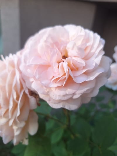 This media file is a close-up photograph of several pale pink roses. The focus is on the intricate layers of the petals, which are soft and delicate, with subtle variations in color ranging from light peach to almost white. Some of the petals have slightly darker, reddish-brown tips, indicating natural aging or minor damage. The roses are positioned in the foreground, with the background blurred to create a shallow depth of field. To the right of the roses, out-of-focus green leaves are visible, suggesting they are part of a rose bush or garden. The overall lighting suggests it is daytime, with soft light illuminating the flowers. The image evokes a sense of gentle beauty and natural serenity. There is no visible text in the image. The context of Sviatopetrivske, Ukraine, implies an outdoor setting, likely in a garden or park.