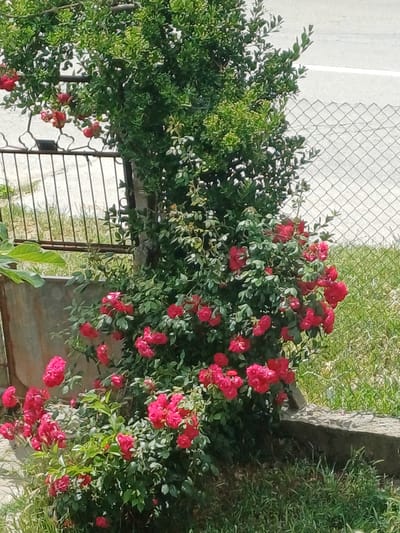 The image presents a vibrant outdoor scene, likely a garden or yard in Bregovo, Bulgaria, under bright daylight. The central and most prominent feature is a large, dense bush laden with numerous clusters of small, vivid red roses. These abundant blooms create a striking contrast against the dark green foliage of the bush.
To the left, a section of a decorative metal gate or fence is visible, partially obscured by another lush green bush that appears to be growing around or over it. This gate features horizontal bars and some curved, ornamental details. Beyond the gate, a light-colored, paved surface, possibly a road or path, can be seen.
In the background and extending to the right, a chain-link fence is present, separating the garden from what appears to be a grassy area. A stone or concrete structure, possibly a low wall or border, runs alongside the vegetation. The lighting suggests it is daytime, with clear weather. No people are visible, and no specific activity is taking place. There is no discernible text in the image.