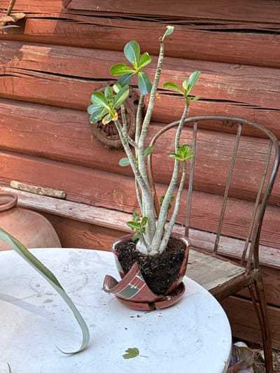 This is a medium shot, taken outdoors on a sunny day, with the focus on a potted plant. The plant, likely an Adenium, has a thick, greyish trunk with several branches, each topped with green leaves. It is planted in a broken red and green ceramic pot with a matching saucer, which is also cracked. The pot sits on a white, round table, which has visible scratches and some debris. To the left of the pot, a long, thin green leaf, possibly from another plant, arches across the table. Behind the table, a weathered, rusty metal chair with a wooden seat is positioned. The background consists of a rustic, reddish-brown wooden wall, made of horizontal planks. On the wall, a circular, rusty metal object is mounted. The scene suggests an outdoor area, possibly a garden or patio, in the city of Voeikovo, Russia. There are no people visible in the image.