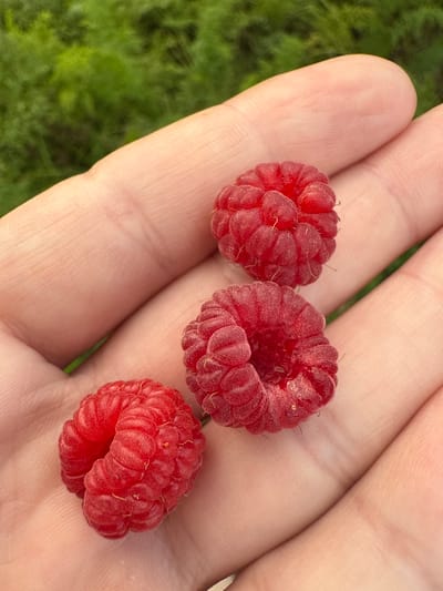 Three ripe raspberries are resting in the palm of a person's hand. The hand is lightly cupped, and the skin shows the fine lines and texture of human skin. The raspberries are a deep red color, with their characteristic segmented appearance clearly visible. In the background, out of focus, is lush green foliage. The scene is captured in close-up, emphasizing the detail of the fruit and hand.