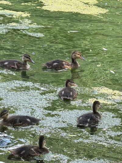 The image shows a close-up, overhead view of several ducklings swimming in a pond. The water is murky green and covered in patches of yellow and white aquatic plants. The ducklings are small and fluffy, with dark brown and tan down. Their heads are mostly up, and they appear to be looking around. Some are facing away from the camera, while others are looking towards it. The light suggests it is daytime, possibly morning or afternoon, and the weather appears calm. The scene is set in a natural environment, likely a pond or lake. There is no visible text in the image. The ducklings are the sole subjects, and their activity is swimming and exploring their watery surroundings. The overall impression is one of natural beauty and the peacefulness of young animals in their habitat.
