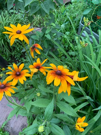 The image shows a close-up of a cluster of yellow and orange coneflower (Rudbeckia hirta) blooms in a garden setting. The flowers have dark brown centers and yellow petals, some with reddish-orange tips. Water droplets are visible on the petals and leaves, suggesting recent rain. The coneflowers are surrounded by lush green foliage, including tall, grassy leaves and other indistinct green plants. In the background, there is a hint of a wooden structure and a metal fence with some green vines growing on it. The overall impression is a vibrant and natural garden scene after a rain shower. The location is noted as a garden in Карманово, Russia.