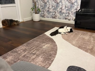 The scene depicts an interior residential space in Kiruna, Sweden. A small, long-haired dog with brown and black fur lies curled on dark hardwood flooring in the left foreground, positioned against a white doorframe. To its right, a black and white long-haired cat is observed sleeping on a geometrically patterned rug featuring cream, beige, and brown tones. The cat is curled on its side, presenting a fluffy black tail. The background wall is covered with floral wallpaper in shades of grey and muted pink. A white potted plant stands in the corner. A dark, reflective furniture piece, possibly a media console, is partially visible on the far right. Both animals are inactive, appearing to be asleep or at rest.