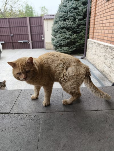 An adult ginger-colored cat, appearing somewhat damp or dishevelled, stands on a grey tiled surface in the foreground, looking towards the left with a watchful or slightly grumpy expression. Its fur, particularly on its back and sides, appears matted. In the lower-left background, a tabby cat with brown and white markings is partially visible, peering up from a lower level.

The scene is set in a residential outdoor area. Behind the cats, a large, dark brown metal gate with visible automatic opening mechanisms stretches across the mid-ground, suggesting an entrance to a property. To the right, a section of a light brown brick house wall with a stone-textured base is visible, alongside a tall, dark green evergreen tree or large bush. A brown downspout runs vertically along the side of the house. The ground immediately beyond the tiled surface is paved. The lighting is soft and even, indicating an overcast daytime sky, with no harsh shadows. The matted fur of the main cat might suggest recent damp weather. The location is Kolosisty, Russia. No visible text is present in the image.