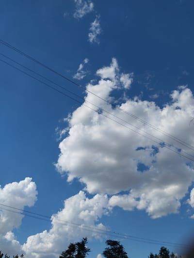 The image depicts a bright, clear blue sky with several fluffy white cumulus clouds. Multiple thin, dark power lines stretch diagonally across the frame, intersecting the sky. In the lower portion of the image, the dark silhouettes of evergreen trees are visible against the sky, suggesting a natural or park-like setting. The overall impression is one of a sunny day with utility infrastructure present. No people or specific city landmarks are identifiable. The image is taken from a low angle, looking upwards.