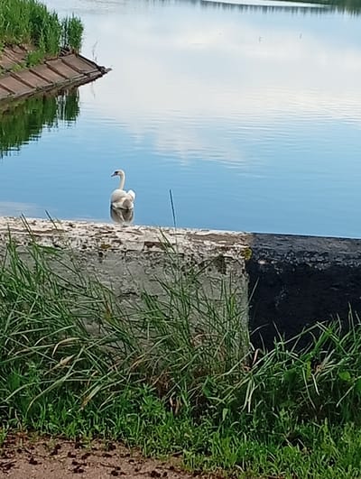A swan is swimming in a body of water, which appears to be a canal or reservoir, with a concrete embankment on the left side. The water is calm and reflects the sky and surrounding greenery. The swan is white with a black beak and is positioned in the center of the frame. The embankment is lined with concrete slabs and vegetation grows along its edge. In the foreground, there is a concrete structure, possibly a wall or pier, covered with grass and other plants. The background shows a distant horizon with more greenery and a vast expanse of water. The overall scene suggests a natural or semi-natural environment within or on the outskirts of a populated area.