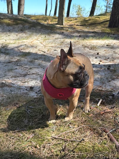The image depicts a fawn-colored French Bulldog wearing a pink harness standing in a forest area in Ragaciems, Latvia. The dog has a black muzzle and stands on a surface of mixed sand, pine needles, moss, and twigs. Trees are visible to the left of the dog with a blue sky peeking through the tree line. The image appears to have been taken during daylight hours.