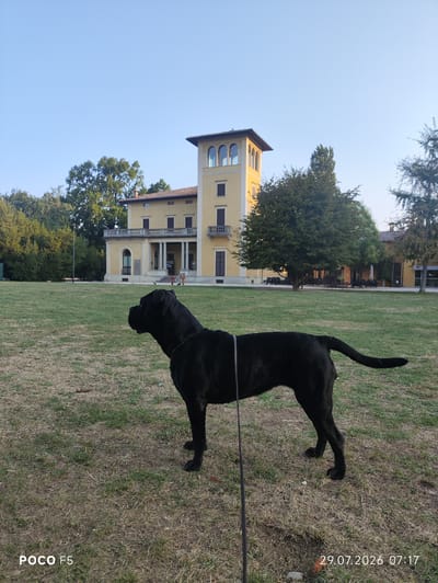 A black dog on a leash stands in a grassy park in front of a yellow building with a tower. The building appears to be a villa or a museum, and it is surrounded by trees. The sky is clear and blue, and the sun is shining. The dog is facing to the left, and it is looking at something in the distance. The leash is attached to the dog's collar and extends out of frame to the left. There are some small objects on the grass, possibly fallen leaves or small stones. The image is dated "29.07.2026 07:17".