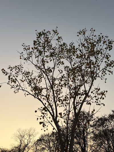 This image depicts a large, deciduous tree, silhouetted against a gradient sky during either sunrise or sunset in Ban Huai Sai, Thailand. The tree dominates the central frame, exhibiting a dense network of bare branches interspersed with numerous small, heart-shaped leaves displaying yellowish-green and muted brown tones. The sky transitions from a soft, warm yellow-orange at the lower left horizon to a pale, cool blue-grey towards the top of the frame. In the lower right foreground, a cluster of other trees and shrubbery is visible, heavily silhouetted and mostly defoliated. No people, animals, actions, or interactions are present in the scene.