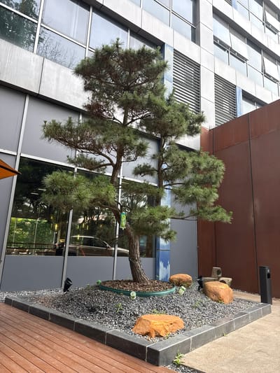 A mature pine tree, likely a Japanese Black Pine, stands centrally in a landscaped bed of dark gray gravel. The tree has a thick, textured trunk that curves to the right and branches out with lush green needles. The gravel bed is bordered by dark gray concrete slabs and is dotted with three large, rough-textured orange rocks. At the edge of the gravel bed, closer to the viewer, is a portion of a wooden deck. To the right of the landscaped area is a tall, black, modern trash receptacle and a stack of three irregularly shaped gray stones. Behind the tree, a building with a facade of large glass windows and silver metal panels dominates the background. Reflections of trees and interior lighting are visible in the windows. To the far right, a section of the building features a weathered, reddish-brown metal panel. In the foreground, to the left, a portion of an orange umbrella is visible. The scene appears to be an outdoor plaza or courtyard area of a modern commercial or office building in Minhang District, China.