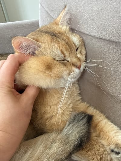 A person's hand is gently stroking the cheek of a ginger cat lying on a gray sofa. The cat's eyes are closed, suggesting it is relaxed or sleeping. Its fur is short and soft, with tabby markings on its head and a striped tail. The background is a plain, textured gray sofa. The scene appears to be indoors, in a domestic setting. There is no information in the image to indicate its location in the city of Dagonovo, Bulgaria.