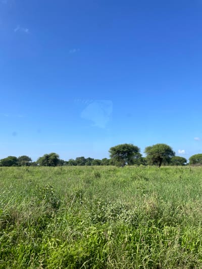 The image, when viewed in its correct upright orientation, captures a serene, expansive outdoor landscape under a brilliant blue sky. The scene is bisected horizontally by a clear horizon line, with the sky occupying the upper portion and a lush green field filling the lower part of the frame.

The sky is a vivid, uniform blue, indicating clear weather and bright daylight, likely mid-day. A few faint, wispy white clouds are barely visible. Notably, there is a distinct, somewhat distorted light blue reflection on the left side of the sky, suggesting the photo was taken through a window, possibly from a moving vehicle.

Along the horizon, a continuous line of trees stretches across the image. These trees are characterized by dense, dark green foliage and rounded canopies, appearing to be medium-sized and somewhat uniformly spaced. They form a natural boundary between the sky and the vast field below.

The foreground consists of a dense, vibrant green field of tall grass and other low-lying vegetation. The unkempt texture suggests natural, wild growth, possibly characteristic of a savanna or undeveloped land.

The scene depicts a peaceful natural environment under sunny conditions. The combination of expansive grasslands and the type of trees visible is consistent with the geographical context of Kwa Kuchinia, Tanzania. There are no people, animals, or visible text in the image, focusing solely on the natural landscape.