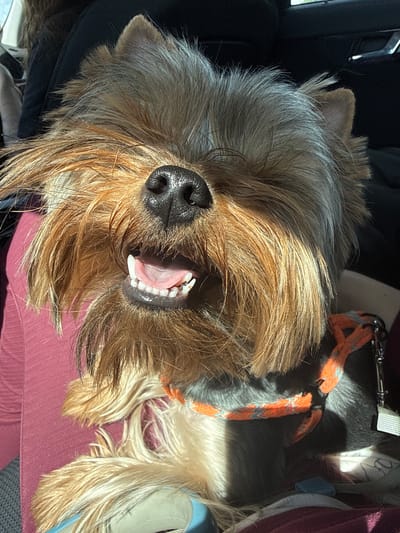 A close-up, angled, indoor shot depicts a small, long-haired dog, possibly a Yorkshire Terrier, with its mouth open in a slight pant or smile, revealing teeth and a pink tongue. The dog has a black nose and brown and gray fur. An orange and gray harness is around its neck. The dog is lying on a pink or purple surface, possibly a seat. The setting appears to be a car interior, with a black car seat visible in the background. Location information is not verifiable from the image.